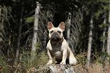 BOULEDOGUE FRANCAIS 313